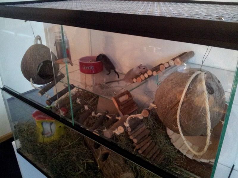 Terrarium van glas met schuifruiten voor gerbils 65x40x50